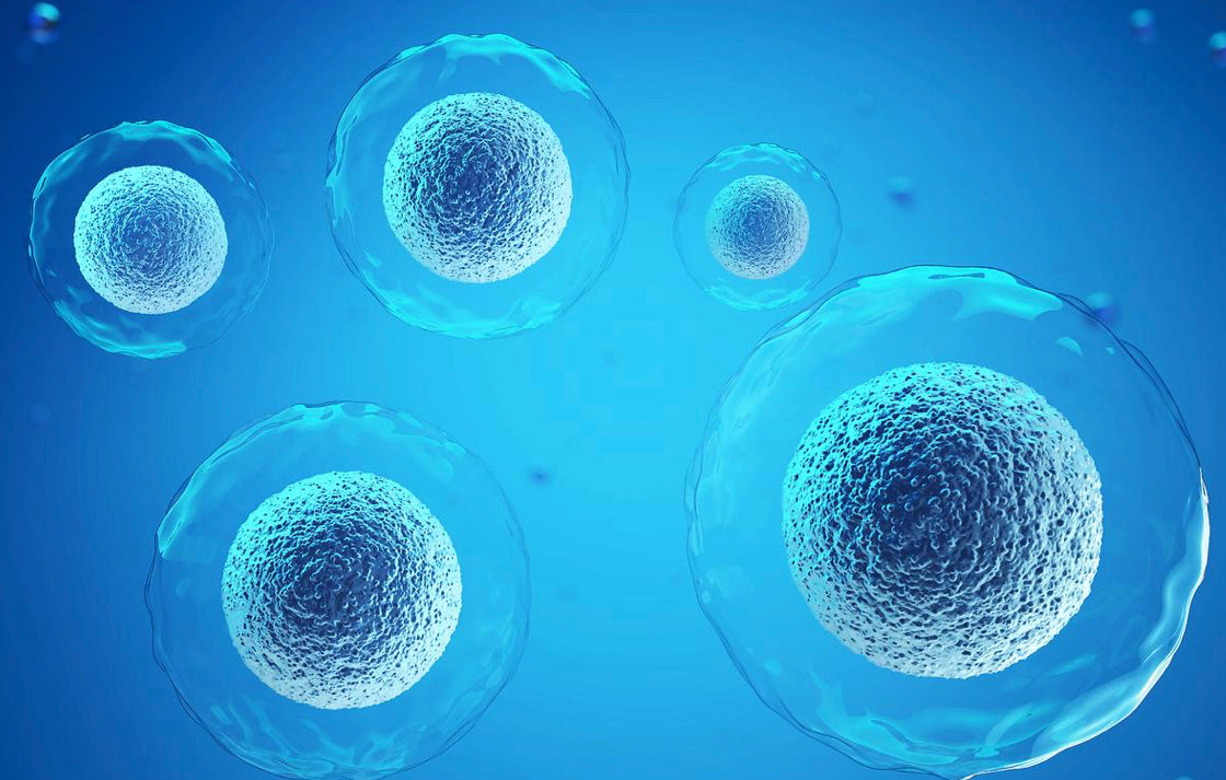 Anti-aging Immune